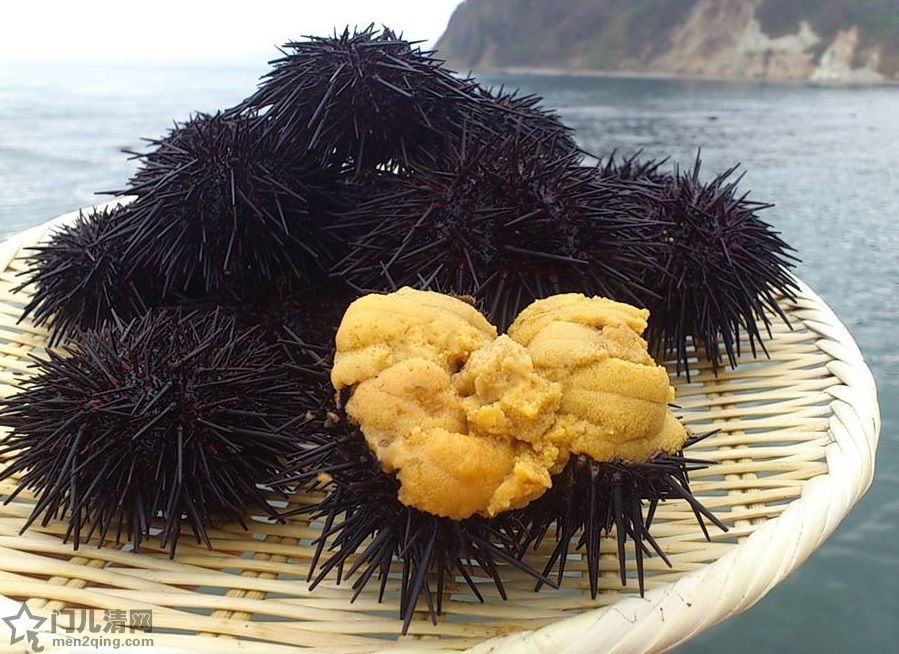 日本料理美食旬的食材-海鲜-海胆（雲丹 うに）马粪海胆，紫海胆 图