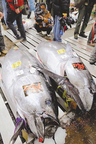 日本美食-食材-金枪鱼（鮪 まぐろ） 竞卖 拍卖 图
