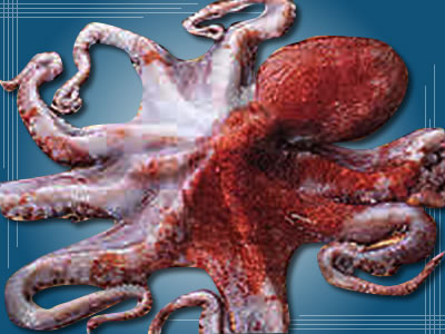日本美食 食材 蛸 章鱼 图