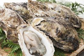 日本料理美食　旬的食材-海鲜-生蚝（牡蠣　かき）　牡蛎　真牡蛎及岩牡蛎